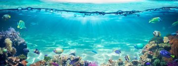 Koralové útesy a škodlivé UV filtre